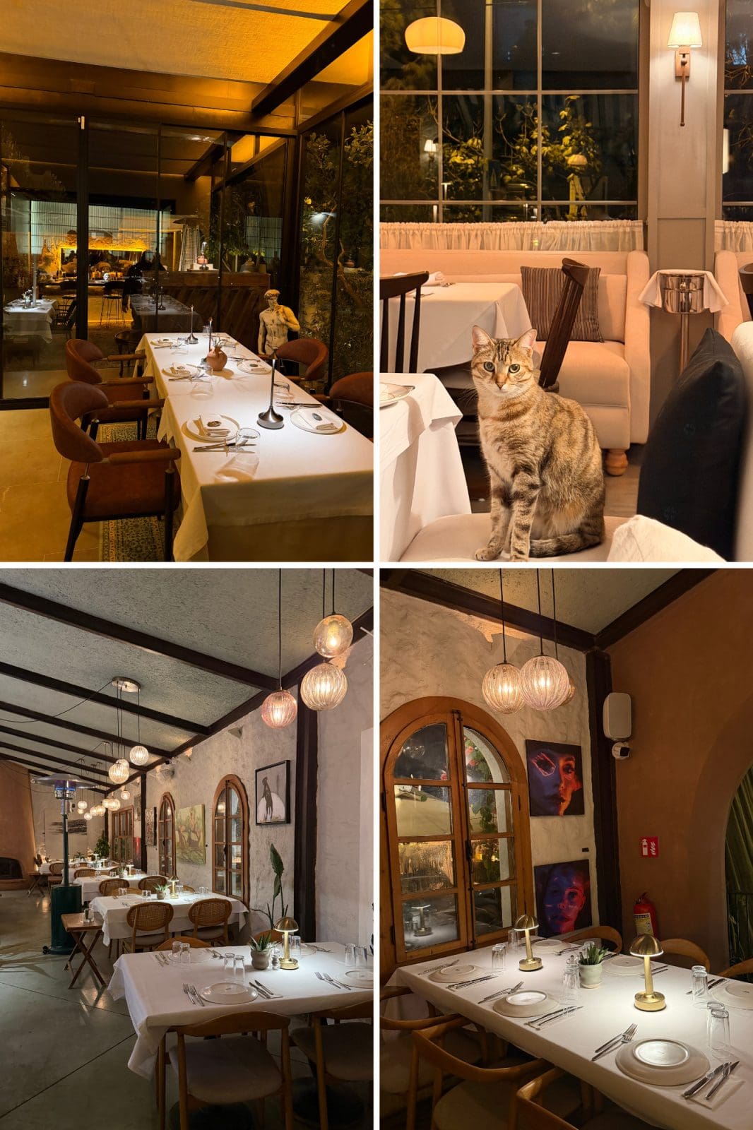 Collage of four images showing cozy, elegantly set restaurant interiors with warm lighting; one image features a tabby cat sitting on a chair at a dining table.